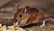 24 Hour & Emergency Exterminators in Albion, IA